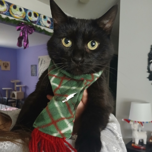 Dawn 🖤 - Picture 3 of 4